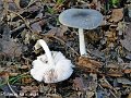 Pluteus salicinus-amf1491
